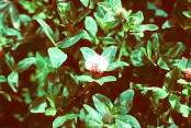 Cherokee_Red_clover.jpg